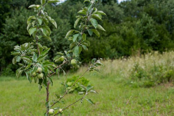 Apple Tree Planting in Houma