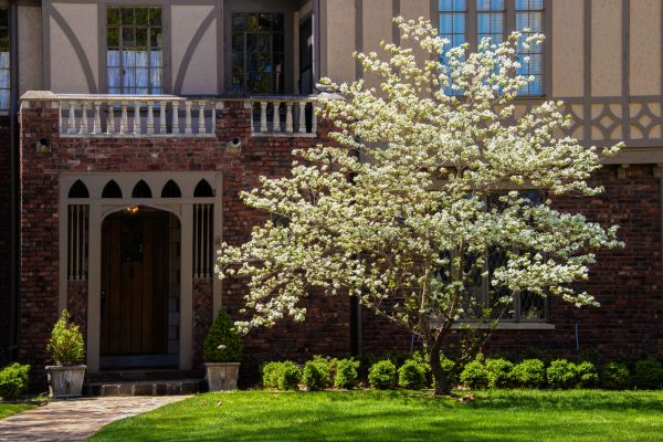 Dogwood Tree Planting in Houma